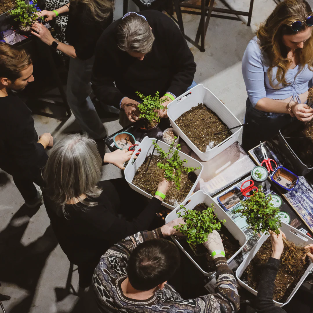 Bonsai Bar Expands to Colorado: Bringing Hands-On Bonsai Workshops to Local Breweries